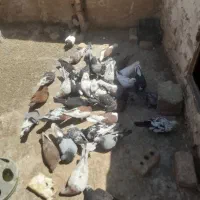 کفتر|پرنده|تربت جام, میان جام|دیوار