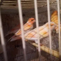 قناری فنچ نرگسی