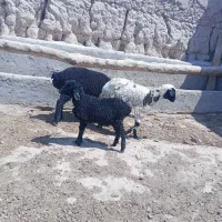بره|حیوانات مزرعه|جلیل آباد, |دیوار