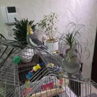 عروس پاریس