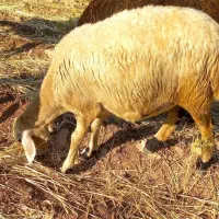 میش افشاری