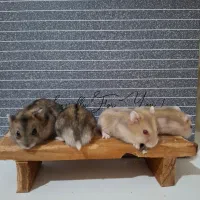 همستر کمپل (دستی)