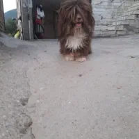 سگ پشمالو پاکوتاه