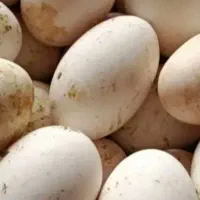 تخم غاز 20عدد
