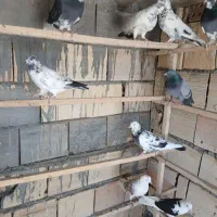 کبوتر تهرانی