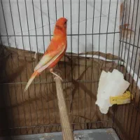 قناری نرماده