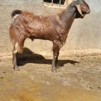 بز نر