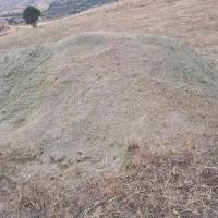 گیاه سبزه