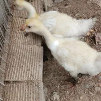 جوجه قوغاز