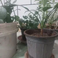 فروش گل