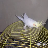 عروس هاندی نر معاوضه