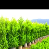نهال نهالستان درخت فضای سبز گل و گیاه باغبان