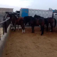 فروش 4راس اسب عرب مصری وکرددره شوردرجه 1