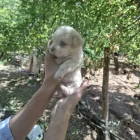 توله سگ های  پدرو مادر شیتزو
