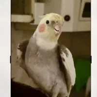 عروس هلندی نژاد  سینامون