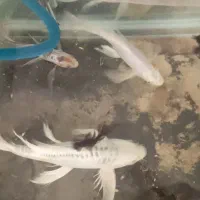 آکواریوم بزرگ به همراه تمامی لوازم و ماهی