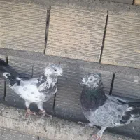 کبوتر اصفهانی