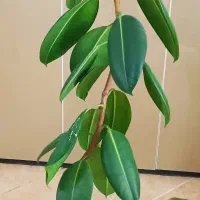 گُل