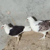 چن‌جفت جوجه درجایی با گره ایرانی فروشی