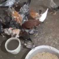 مرغ وخروس محلی عربی .وتعدادکمی گلپایگانی