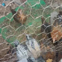 جوجه محلی دوماهه