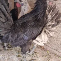 خروس لاکندزی