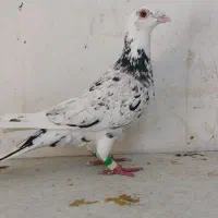 تعدادی کفتر