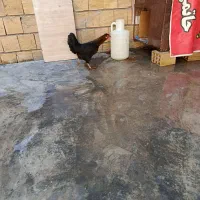مرغ تخمگذار