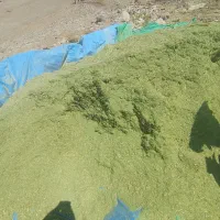 جاشیر فروشی