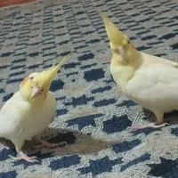 دو عدد عروس هلندی