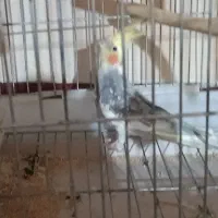 عروس هلندی نر سخنگو