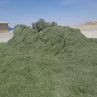 یونجه خشک
