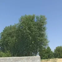 درخت بید در تویسرکان