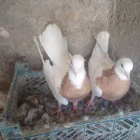 مجسمه|مجسمه، تندیس، ماکت|زابل, |دیوار