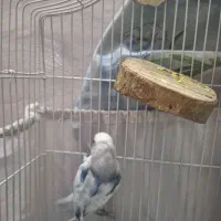 طوطی برزیلی 5 ماهه خیلی رام باهوش