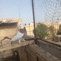 کبوتر طوقی نر معاوضه