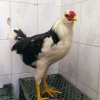 خروس گلین