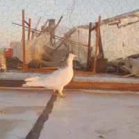 کبوتر رنگی