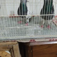 کفتر|پرنده|مشهد, چهارچشمه|دیوار