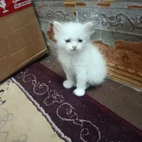 گربه پرشین