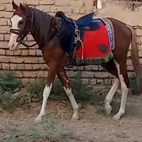 اسب پنج نشان دو سال و نیمه