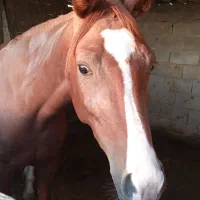مادیون عرب خالص