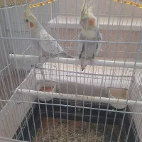 عروس هلندی