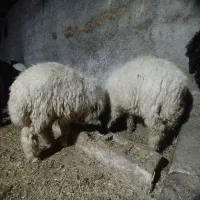 بره نر گوسفند حمیدیه