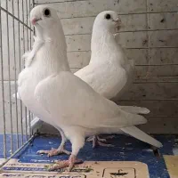 موشی سفید کلکسیونی