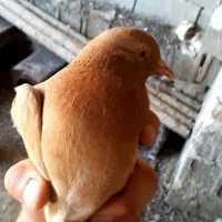کبوتر سرور بهبهانی کازرون