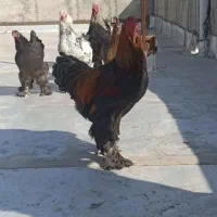 خروس برهما