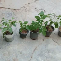 گردو برای کاشت