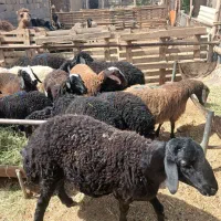 بره|حیوانات مزرعه|ورامین, ورامین|دیوار