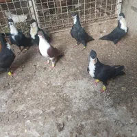 جوجه کرواتی